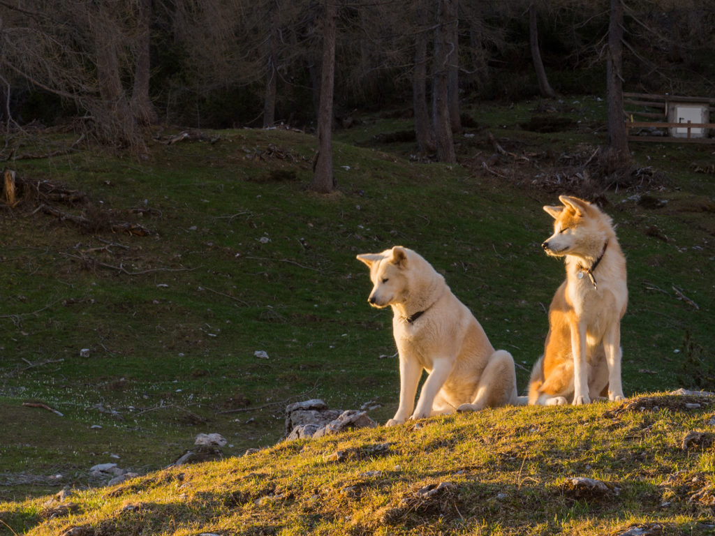 Weiterwandern mit Hunden …neue Erkenntnisse, Probleme, Erfahrungen